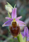 Ophrys crabronifera